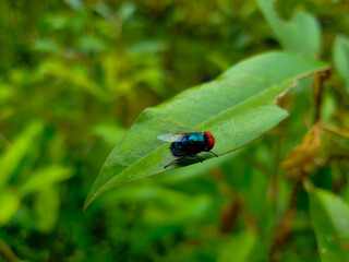 Fly on a leaf