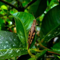 grasshopper on a leaf