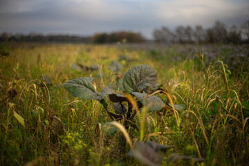 Various plants in a fallow field in November.