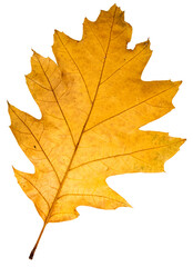 autumn oak leaf