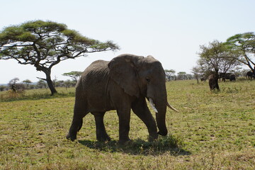 Fototapeta na wymiar Elefant vor einem Affenbrotbaum in der Serengeti