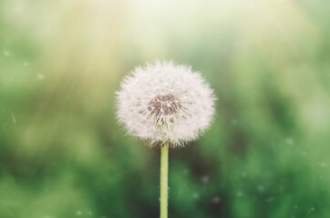 dandelion on a blurry green background with rays of light