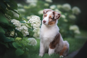 australian shepherd cute little red merle puppy sitting in green grass near white blooming flowers