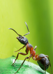 Ant