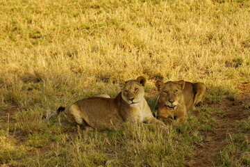 Fototapeta na wymiar Zwei Löwinnen im Schatten der Serengeti