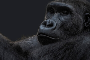 Naklejka premium Black gorilla with black background
