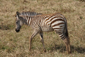 Fototapeta na wymiar Baby Zebra läuft seiner Mutter hinterher