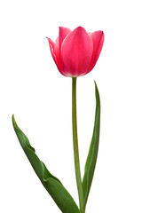 Pink tulip flower isolated on white background. Beautiful composition for advertising and packaging design in the garden business. Flat lay, top view