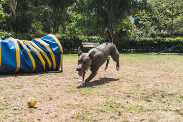 Pit bull dog jumping the obstacles while practicing agility and playing in the dog park. Dog place...