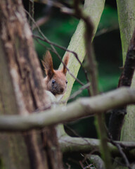 squirrel in the crown of trees