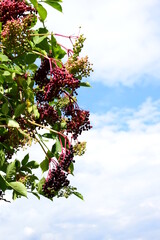 Reife Blaue Holunderbeeren am Holunderbusch vor blauen Himmel mit Wolken 