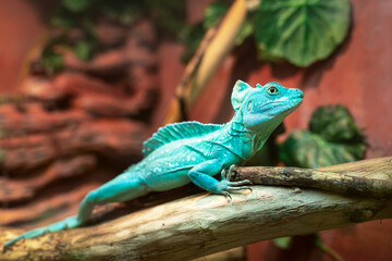 Blue Iguana closeup on branch. Close up. Sits on a tree trunk. Terrarium at the zoo. Selective focus