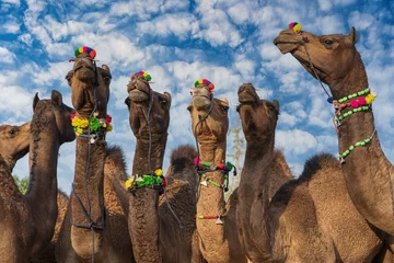 Schilderijen op glas Large herd of camels in desert Thar during the annual Pushkar Camel Fair near holy city Pushkar, Rajasthan, India © OlegD