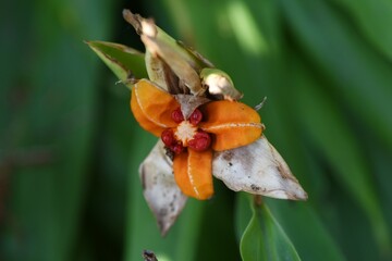 White ginger lily fruits and flowers. Zingiberaceae evergreen perennial plants. The white flowers with a nice scent bloom from summer to autumn. 