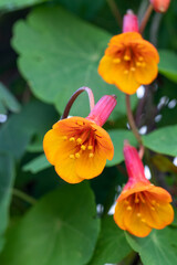 Mashua flower (Tropaeolum tuberosum) tuber crop native to the Andes