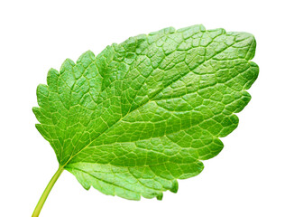 Mint leaf fresh isolated on white background. Food concept photography