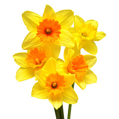 Obraz na płótnie Canvas Bouquet of yellow daffodils flowers isolated on white background. Flat lay, top view