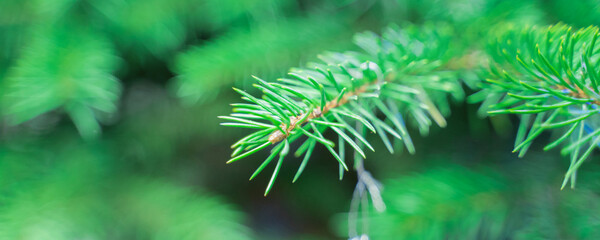 green branches of a christmas tree, close up