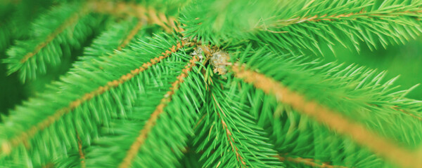 green branches of a christmas tree, close up