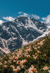 Fototapeta premium Rhododendrons on a mountain slope. Flowering on the Caucasian ridge.
