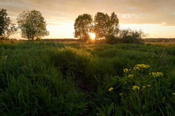 Sunset through the silhouetted trees. Summer evening in the field.