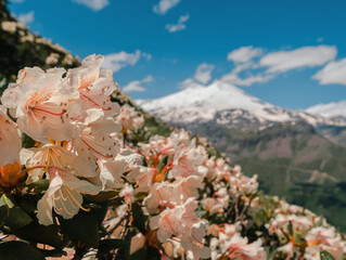 View of Elbrus from Mount Cheget. Elbrus and Rhododendrons. Flowering on the Caucasian ridge.