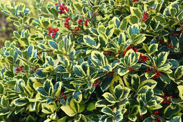 Berries on a holly tree with glossy variegated green and golden yellow leaves, This pretty...
