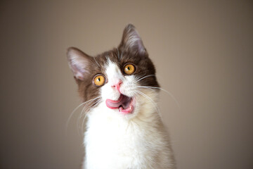 British Short hair cat with bright yellow eyes licking with tongue isolated on gray background - obrazy, fototapety, plakaty