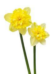 Bouquet of yellow and white daffodils flowers isolated on white background. Flat lay, top view
