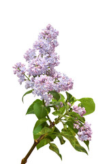 Syringa lilac flowers isolated on white background