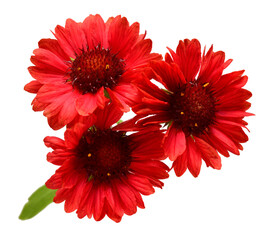 Bouquet gaillardia red flower isolated on white background. Beautiful composition for advertising and packaging design in the garden business. Flat lay, top view