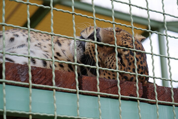 Leopard in cage sleeps and have a dream