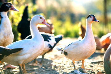 Ducks feed on traditional rural barnyard. Detail of a duck head. Close up of waterbird standing on barn yard. Free range poultry farming concept.