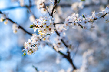 Fruit tree twigs with blooming white and pink petal flowers in spring garden.