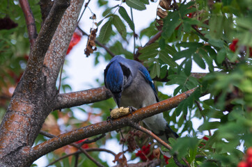 A Blue Jay Pecking a Peanut from a Shell