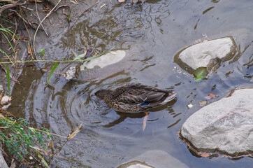Mallard Ducks in the Water