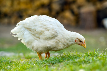 Hen feed on traditional rural barnyard. Close up of chicken standing on barn yard with green grass. Free range poultry farming concept.