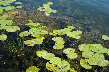 Obraz na płótnie Canvas Yellow water lily. Lake flora background. Water plant texture. Natural wildlife in forest pond. Nuphar lutea plant.
