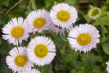 Purple seaside fleabane in a garden during spring