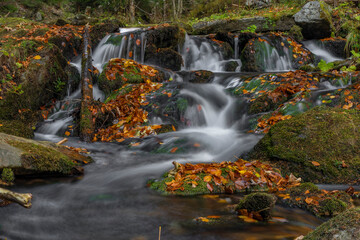 Naklejka na ściany i meble Sumny creek in autumn morning in Jeseniky mountains