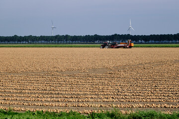 Rows of harvested onions, drying in a agricultural field waiting to be picked up. Tractor and onion...