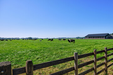 The Netherlands,Sep 8,2021-Cows in pasture with farm in the background. Dutch government wants to expropriate farmers to reduce livestock to solve the nitrogen crisis for housing and road construction