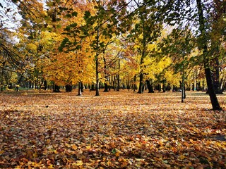 leaves park