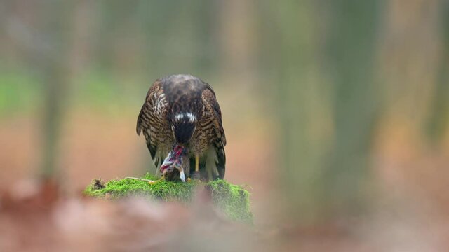The Eurasian sparrowhawk (Accipiter nisus) standing on a tree stump and eating its prey. Shallow depth of field, autumn dark forest.