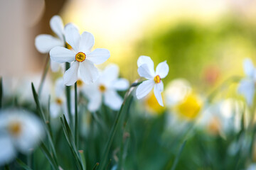 White tender narcissus flowers blooming in spring garden.
