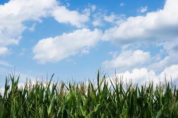 Corn field with blue sky. Green farming field. Countryside corn farm landscape. Outdoor scene growing cereal. Vibrant scenic view.