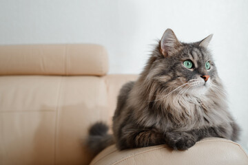 Furry gray cat with big green eyes indoors. Fluffy pet relaxing on couch at home and looking away. Animal theme