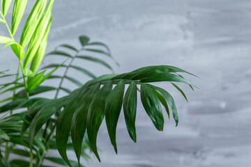 Fototapeta na wymiar palm leaf against grey background with empty space for text 