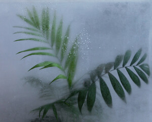 palm leaves behind the frozen glass