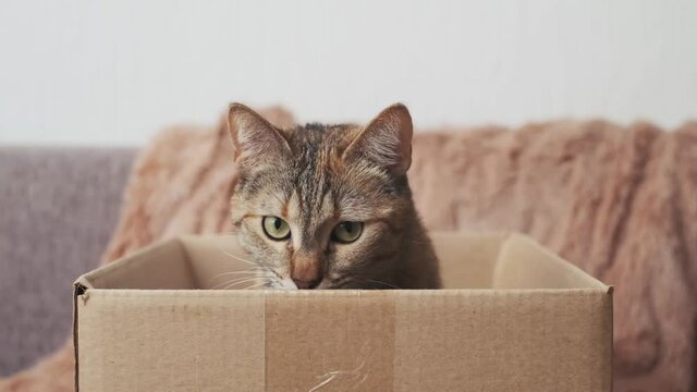 Cat with big eyes peeks out of the box.